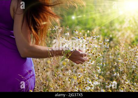 Une femme parmi les fleurs de camomille dans un pré idyllique d'été. Une femme touchant la nature. Banque D'Images