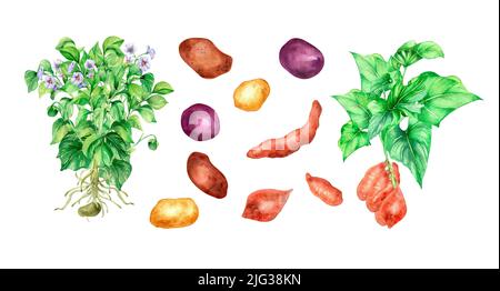 Jeu d'illustrations aquarelle de la pomme de terre sur fond blanc. Légumes crus, batata, patate douce, plante de jardin peinte à la main. Élément design pour des Banque D'Images