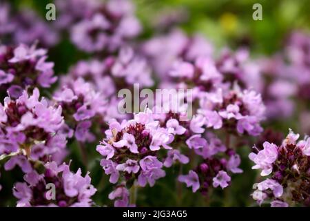 Thymus plante aromatique avec fleurs Banque D'Images