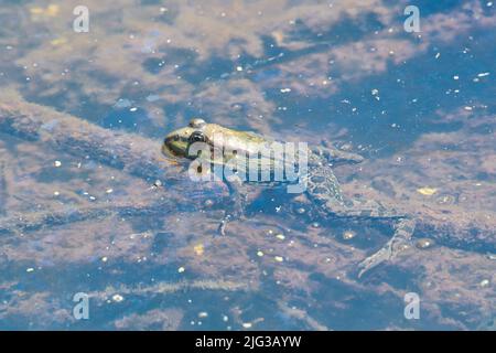 Grenouille des marais (Pélophylax ridibundus, anciennement Rana ridibunda). Présenté au Royaume-Uni à Romney Marsh en 1930s, il s'est depuis étendu sur une vaste zone. Banque D'Images