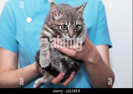 Chaton entre les mains d'un vétérinaire. Médecin vétérinaire avec chat. Personne tenant un joli chaton Banque D'Images