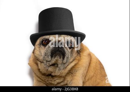 Gros plan du vieux chien en chapeau noir. Chien mignon. PUG regarde malheureusement la caméra sur fond blanc Banque D'Images