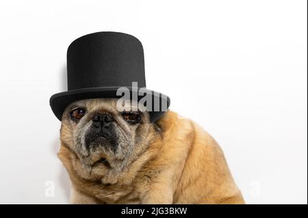 Gros plan du vieux chien en chapeau noir. Chien mignon. PUG regarde malheureusement la caméra sur fond blanc Banque D'Images