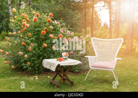 Coin salon romantique dans le jardin de roses, table en bois et chaises près des grands buissons fleuris de roses anglaises Banque D'Images