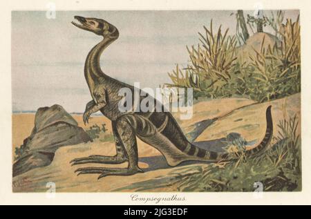 Reconstruction d'un petit dinosaure théropode carnivore de Compsognathus longipes. Illustration imprimée en couleur par F. John de Wilhelm Bolsche Tiere der Urwelt (les animaux du monde préhistorique), Reichardt Cocoa Company, Hambourg, 1908. Banque D'Images