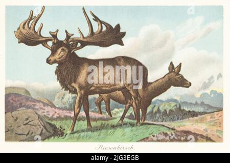 Reconstruction du wapiti irlandais, Megaloceros giganteus, espèce éteinte de cerfs du genre Megaloceros, du Pléistocène. Riesenhirsch. Illustration imprimée en couleur par F. John de Wilhelm Bolsche Tiere der Urwelt (les animaux du monde préhistorique), Reichardt Cocoa Company, Hambourg, 1908. Banque D'Images