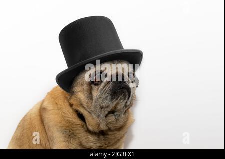 Gros plan du vieux chien en chapeau noir. Chien mignon. PUG regarde malheureusement la caméra sur fond blanc Banque D'Images