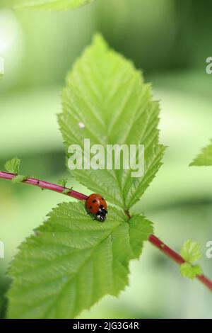 coccinelle sur une tige de meadowsweet Banque D'Images