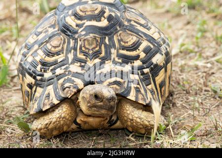 Une tortue léopard marquée de façon distinctive. Elles sont répandues dans toute l'Afrique orientale et australe et communes dans les zones de savane. Banque D'Images