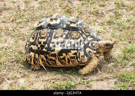 Une tortue léopard marquée de façon distinctive. Elles sont répandues dans toute l'Afrique orientale et australe et communes dans les zones de savane. Banque D'Images