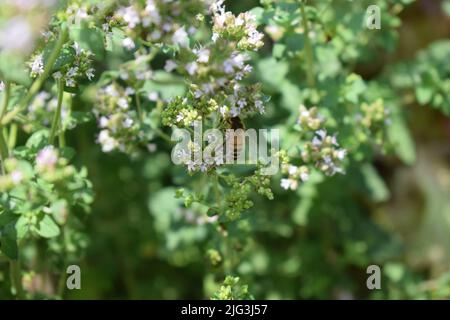 abeille sauvage orange sur origan Banque D'Images