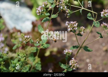 abeille sauvage orange sur origan Banque D'Images