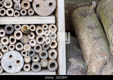 Un hôtel d'insectes pour les abeilles, les guêpes et autres insectes faits de bois ancien. Banque D'Images