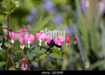 Une grosse abeille en bois bleu recherche du pollen sur une fleur de coeur, Lamprocapnos spectabilis. Banque D'Images