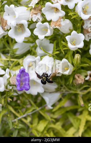 Une grosse abeille en bois bleu, Xylocopa violacea, recherche le pollen d'un bellflower Banque D'Images