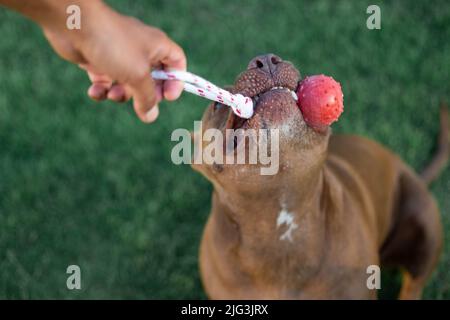 Un chien joue au ballon et à la corde Banque D'Images