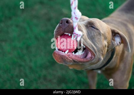 Un chien joue au ballon et à la corde Banque D'Images