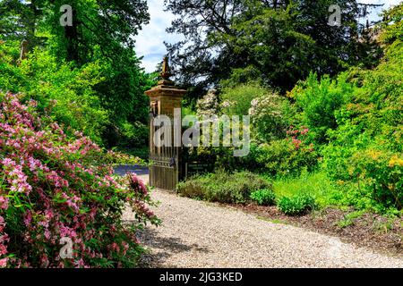 Rhododendrons colorés et azalées à l'entrée des jardins de la maison de Minterne, Dorset, Angleterre, Royaume-Uni Banque D'Images