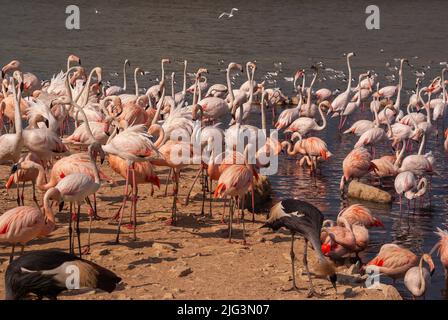 Flamants roses au parc Sigean en Occitanie, France Banque D'Images