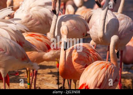 Flamants roses au parc Sigean en Occitanie, France Banque D'Images