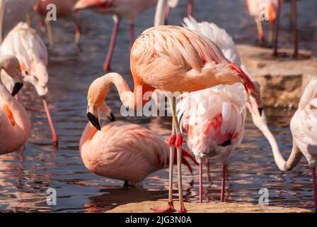 Flamants roses au parc Sigean en Occitanie, France Banque D'Images