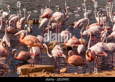 Flamants roses au parc Sigean en Occitanie, France Banque D'Images