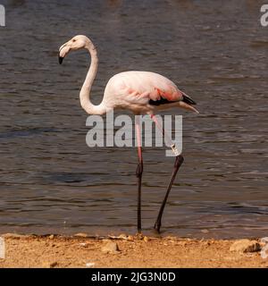 Flamants roses au parc Sigean en Occitanie, France Banque D'Images