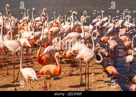 Flamants roses au parc Sigean en Occitanie, France Banque D'Images