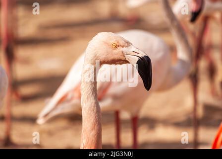 Flamants roses au parc Sigean en Occitanie, France Banque D'Images