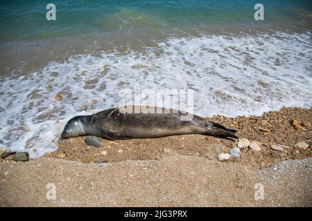 Phoque sympathique ponçant à la plage de Patiri sur l'île d'Alonnisos, Sporades, Grèce. Banque D'Images