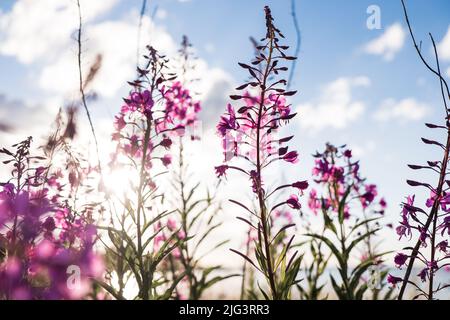 Fireweed ou rosebay willowherb. Belle fleur rose violet fleurs d'herbes au cours de la journée ensoleillée d'été. Arrière-plan d'été. Banque D'Images