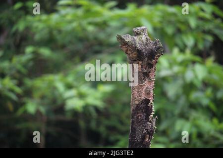 Portrait de l'arbre mort. Banque D'Images