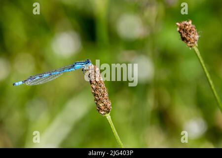 Corps bleu ciel bleu commun de damselfly (enallagma cyathigerum) avec bandes noires et point noir sur le marquage de forme de tige sur le segment deux de l'abdomen mâle Banque D'Images