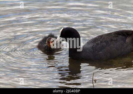 Coot et poussin (faluca atra) adulte noir plumage bec blanc et bouclier frontal, la facture de plumage noir chick est orange avec tête redish tête blanche Banque D'Images