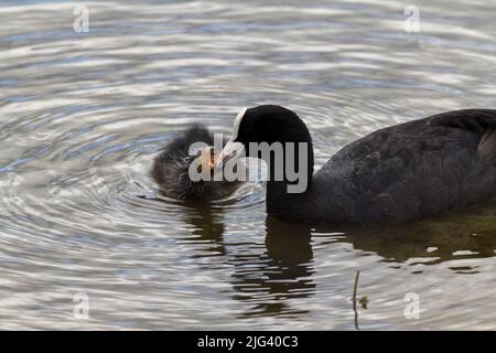 Coot et poussin (faluca atra) adulte noir plumage bec blanc et bouclier frontal, la facture de plumage noir chick est orange avec tête redish tête blanche Banque D'Images