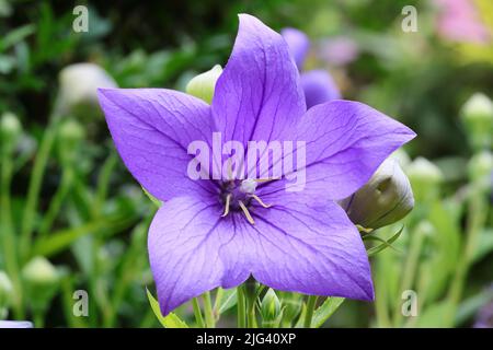 Gros plan d'une belle fleur grandiflorus en forme d'étoile bleue Platycodon Banque D'Images