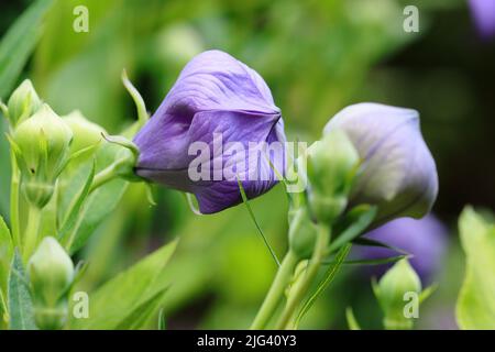 Gros plan des jolis bourgeons en forme de ballons de quelques fleurs grandiflores de Platycodon Banque D'Images