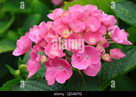 gros plan d'une belle hortensia macrophylla rose, vue latérale Banque D'Images