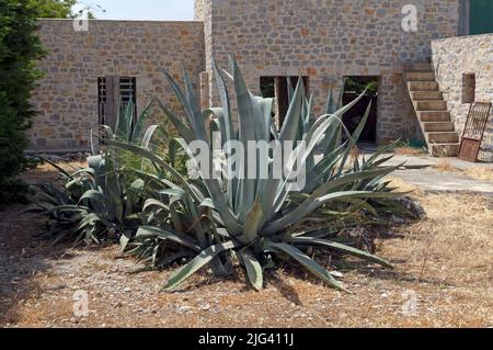 Grande usine d'Aloe vera, vie de l'usine de Tilos, mai 2022 Banque D'Images