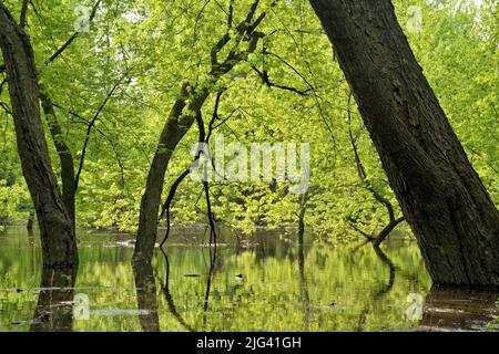 Les arbres se trouvent dans les eaux inondées qui scintillent avec la lumière verdante qui filtre à travers la canopée forestière Banque D'Images