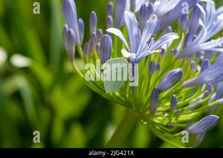 Sittin de papillon sur une fleur d'Agapanthus Banque D'Images