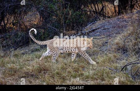 Un léopard (Panthera pardus) qui traverse de longues graminées, Sandibe Camp, près de la réserve de gibier de Moremi, delta d'Okavango, Botswana, Afrique Banque D'Images