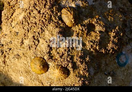 Patella vulgata animaux de compagnie européens communs sur des rochers humides à marée basse en début de matinée soleil d'été Santander Cantabria Espagne Banque D'Images