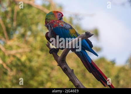 Une macaw colorée d'Amérique du Sud, dans la réserve Sigean, en Occitanie, en France Banque D'Images