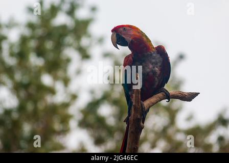 Une macaw colorée d'Amérique du Sud, dans la réserve Sigean, en Occitanie, en France Banque D'Images