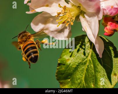 Abeilles et fleurs Banque D'Images