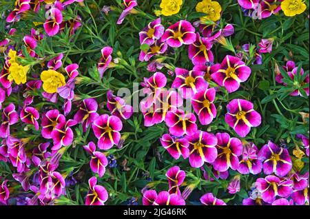 Un panier de fleurs printanières appelé Calibrachoa, également appelé des cloches et des millions de cloches. Banque D'Images