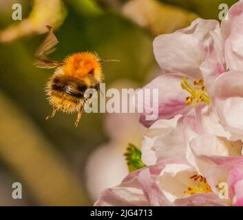 Abeilles et fleurs Banque D'Images