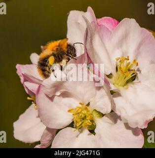 Abeilles et fleurs Banque D'Images