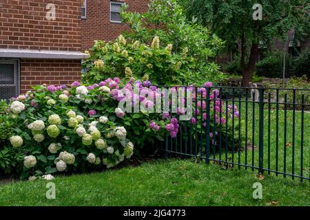 Une rangée d'hortensias a été divisée par une clôture sur le terrain d'un immeuble d'appartements dans le quartier de Chelsea, à New York, mardi, 5 juillet 2022. (© Richard B. Levine) Banque D'Images